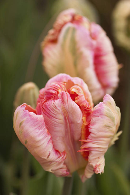 无人,竖图,室外,特写,白天,美景,植物,郁金香,蔬菜,英国,新鲜,景观,食品,花,花瓣,食物,粉色,自然,春天,景色,摄影,有机食品,绿色食品,鹦鹉郁金香,自然风光,彩图,对焦