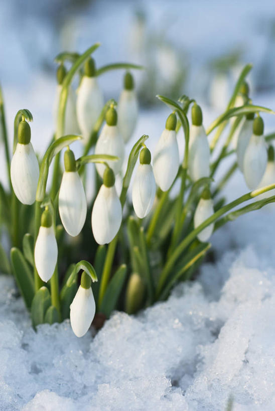 无人,竖图,室外,特写,白天,美景,雪,植物,蔬菜,英国,新鲜,景观,冬天,食品,花,食物,白色,自然,景色,寒冷,摄影,有机食品,绿色食品,自然风光,挑战,雪花莲,苍白,彩图,二月
