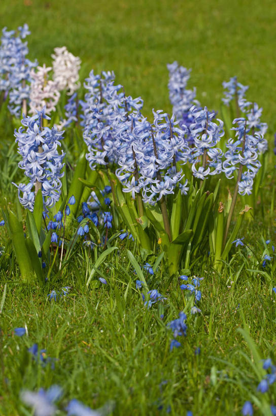无人,横图,竖图,室外,白天,美景,植物,风信子,蔬菜,英国,新鲜,景观,食品,花,花瓣,食物,蓝色,自然,春天,景色,摄影,有机食品,绿色食品,自然风光,彩图