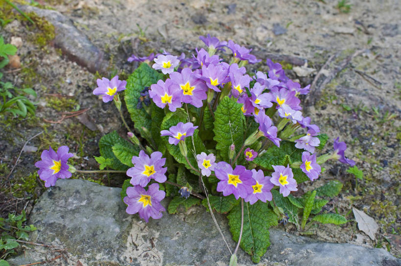 无人,横图,室外,特写,白天,美景,植物,英国,景观,花,花瓣,紫色,自然,春天,景色,摄影,自然风光,樱草花,彩图