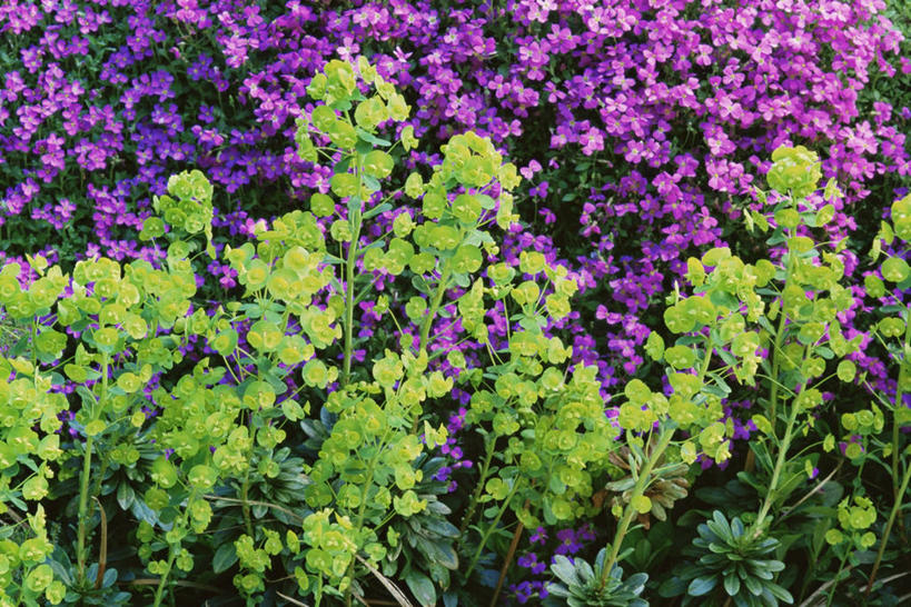 无人,横图,室外,白天,美景,植物,花坛,景观,草药,药草,图像,中药,花,紫色,自然,春天,概念,生物,景色,季节,摄影,灌木,自然风光,主题,药材,中草药,中药材,本草,马利筋,构图,彩图,时空