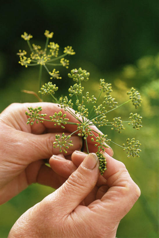 成年人,手,一个人,竖图,室外,特写,白天,植物,仅一个女性,许多,很多,图像,排列,自然,茴香,人体,摄影,收获,部分,草本,主题,收集,构图,老年女性,女人,彩图,时空,对焦
