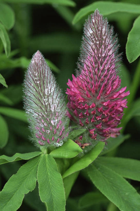 无人,竖图,室外,特写,白天,幸福,美景,植物,叶子,景观,三叶草,图像,花,两个,粉色,红色,自然,夏天,概念,景色,季节,摄影,焦点,自然风光,主题,车轴草,苜蓿,构图,彩图,红花三叶草,时空