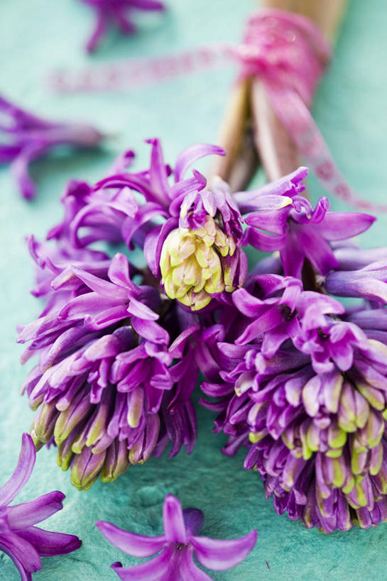 无人,竖图,室内,特写,美景,风信子,静物,景观,图像,花瓣,粉色,自然,插花,花束,概念,景色,摄影,焦点,自然风光,主题,构图,彩图,影棚拍摄,百合科