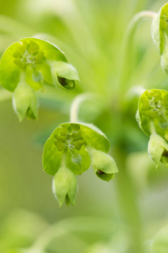 无人,竖图,室外,特写,白天,美景,植物,景观,草药,药草,图像,中药,绿色,自然,春天,概念,景色,季节,摄影,生长,灌木,焦点,清新,自然风光,主题,药材,中草药,中药材,本草,马利筋,构图,彩图,时空