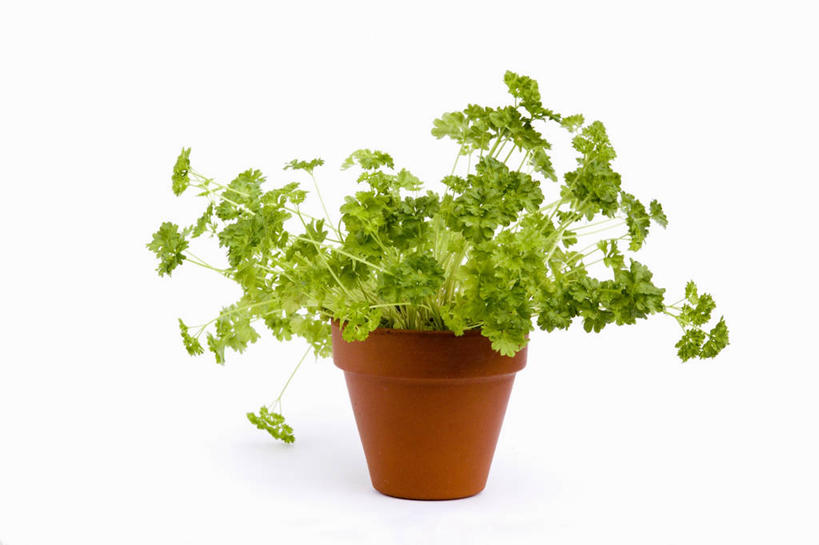 背景,美景,植物,静物,景观,图像,绿色,白色,自然,概念,景色,摄影,欧芹