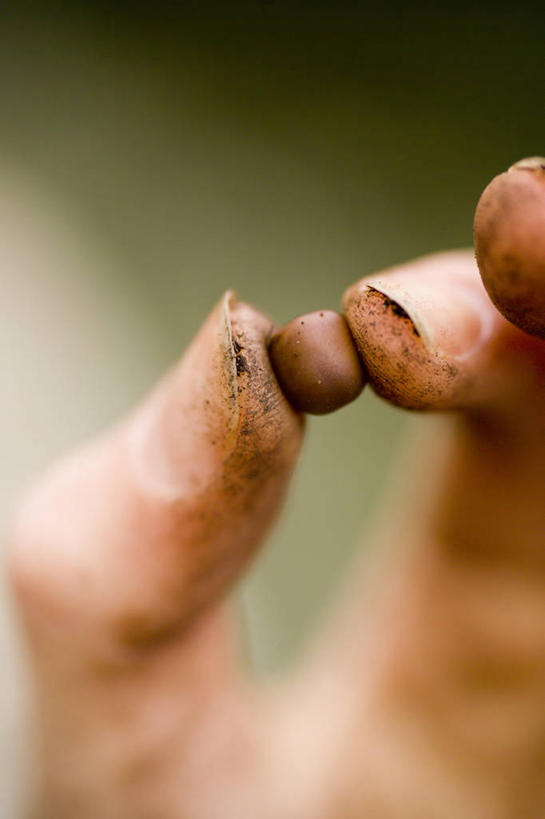 一个人,竖图,室外,特写,白天,农业,园艺,种子,图像,自然,概念,手指,人体,摄影,肮脏,生长,焦点,主题,邋遢,构图,龌龊,污秽,开端,彩图,时空