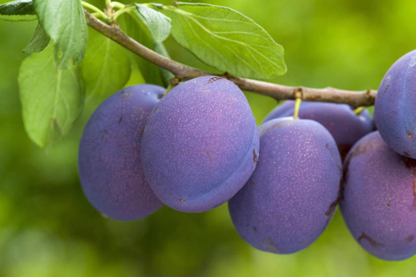 无人,横图,特写,白天,农作物,美景,植物,李子,水果,景观,饮食,自然,景色,摄影,清新,自然风光,健康食物,彩图