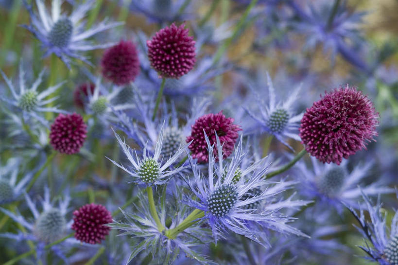 无人,横图,室外,特写,白天,美景,植物,锐利,景观,粉色,紫色,自然,景色,摄影,多样,锋利,尖锐,荆棘,自然风光,彩图,洋葱花