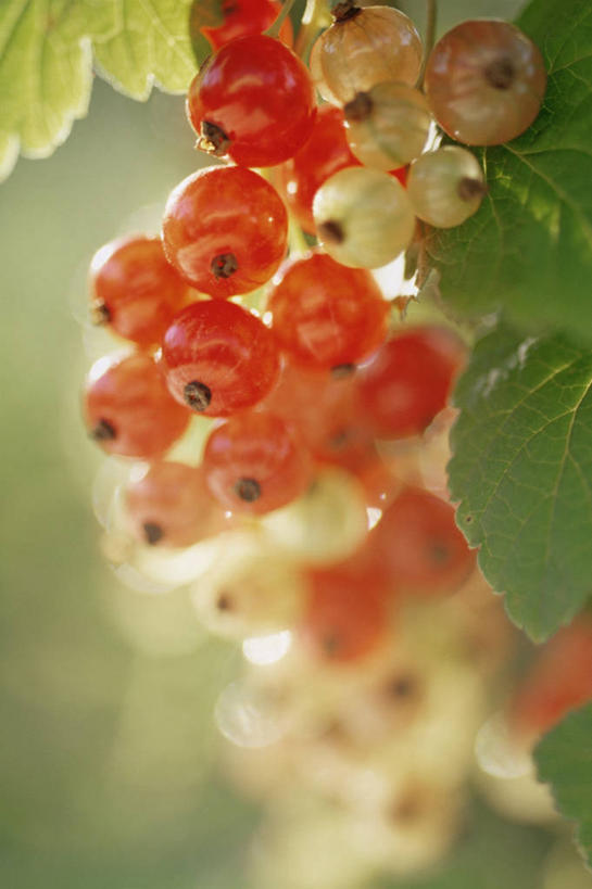 无人,竖图,室外,特写,白天,美景,太阳,浆果,水果,景观,红色,自然,景色,摄影,有机食品,生长,清新,自然风光,红醋栗,健康食物,彩图