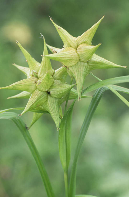 无人,竖图,室外,特写,白天,美景,植物,景观,自然,景色,摄影,自然风光,观赏草,彩图