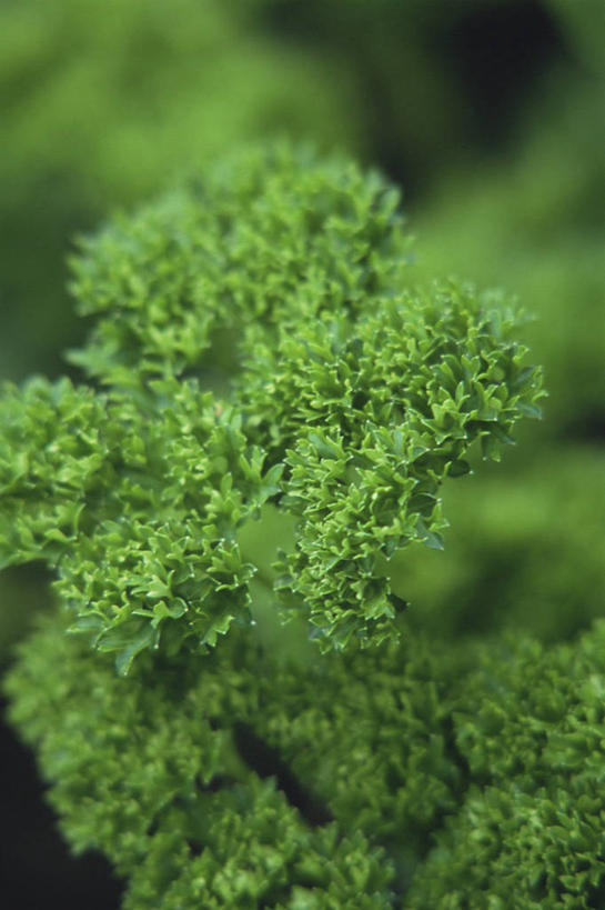 无人,竖图,室外,特写,白天,美景,植物,叶子,景观,饮食,自然,景色,摄影,有机食品,欧芹,生长,草本,清新,自然风光,全画面,全框架,全帧,全画幅