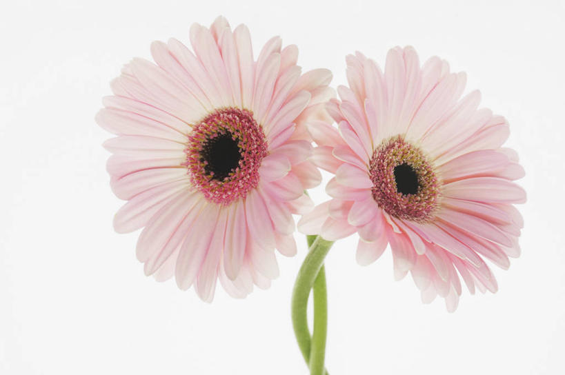 无人,横图,室外,白天,白色背景,美景,植物,缠绕,景观,茎,非洲雏菊,织物,雏菊,花,粉色,自然,景色,摄影,影棚,清新,自然风光,摄影棚,影棚拍摄,拍摄,机织物