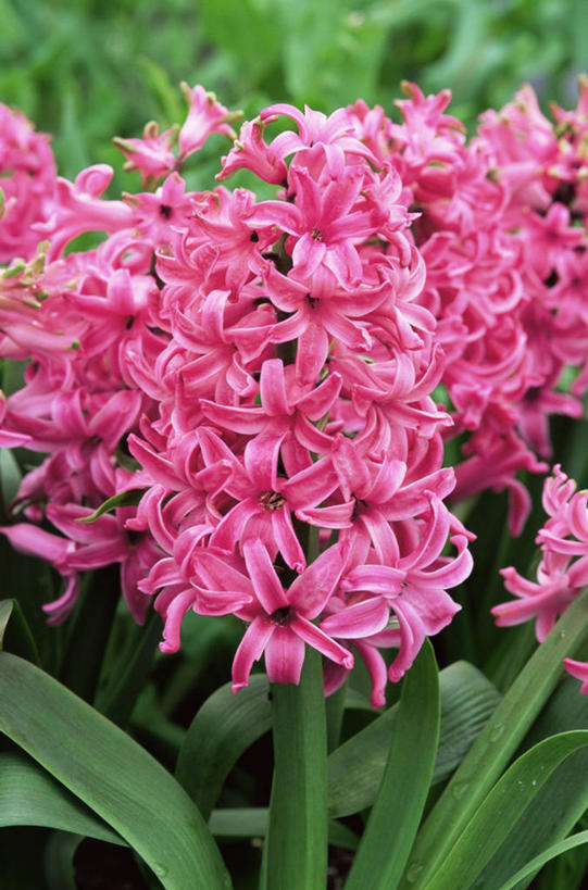 无人,竖图,室外,特写,白天,美景,植物,风信子,景观,花,粉色,自然,景色,摄影,自然风光