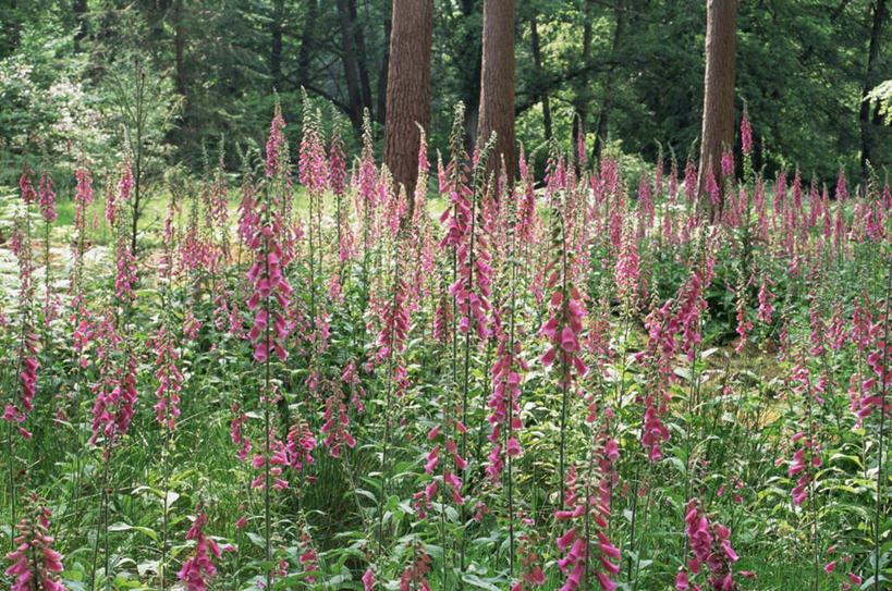 无人,横图,室外,白天,美景,植物,景观,尖顶,野花,花,粉色,自然,景色,摄影,毛地黄,清新,自然风光
