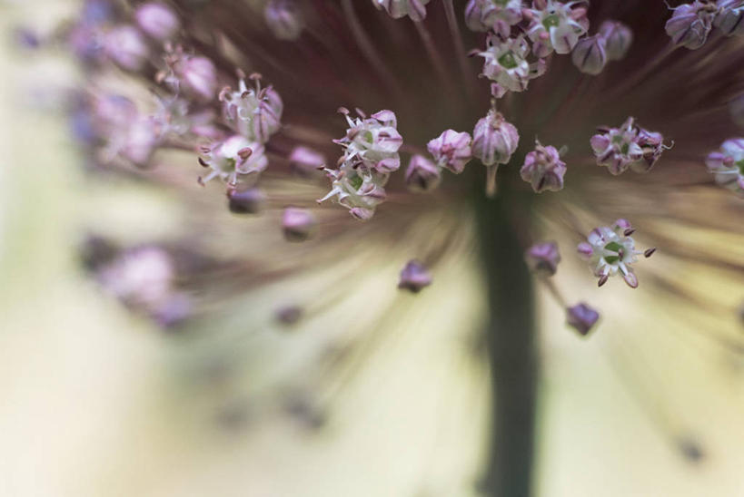 无人,横图,室外,特写,白天,美景,植物,景观,饮食,花,紫色,自然,景色,摄影,清新,自然风光,韭,全画面,全框架,全帧,全画幅