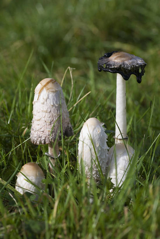 无人,竖图,室外,白天,美景,植物,景观,蘑菇,食品,饮品,饮食,草,食物,饮料,白色,自然,食用菌,景色,摄影,生长,环境,真菌,可口,自然风光,适口,毒蘑菇,彩图