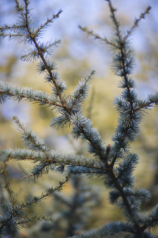 无人,竖图,室外,特写,白天,美景,植物,叶子,景观,雪松,枝,树,灰色,自然,景色,摄影,生长,环境,注射器,自然风光,常绿树,针叶树,彩图,全画面,全框架,全帧,全画幅