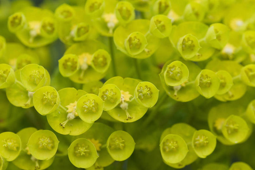 无人,横图,室外,特写,白天,微距,美景,植物,景观,草药,药草,中药,花,绿色,自然,春天,景色,摄影,环境,自然风光,药材,中草药,柔焦,中药材,本草,马利筋,设计,彩图,全画面,全框架,全帧,全画幅