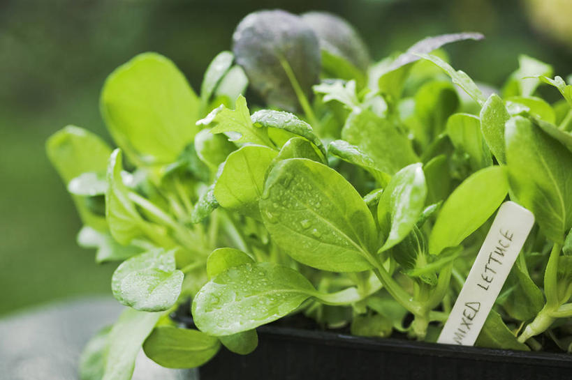 无人,横图,室外,特写,白天,美景,水,蔬菜,叶子,湿,新鲜,标签,塑胶,景观,水滴,园艺,莴苣,生食,沙拉,食品,绿叶,饮品,餐盘,饮食,食物,饮料,绿色,自然,春天,夏天,嫩叶,景色,摄影,有机食品,绿色食品,生长,多样,环境,可口,清新,自然风光,消息,秧苗,粘贴,适口,叶,叶片,彩图,全画面,全框架,全帧,全画幅
