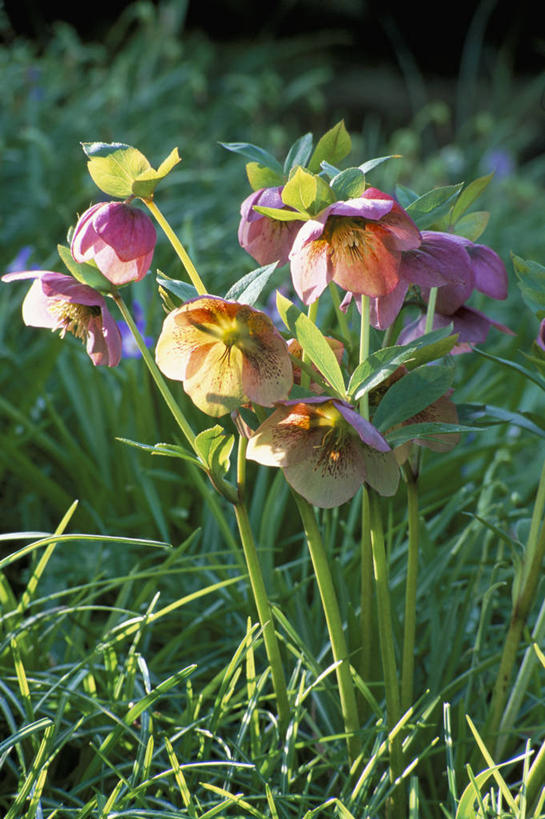 无人,竖图,室外,白天,留白,美景,植物,日光,景观,冬天,草,花,花瓣,粉色,自然,春天,景色,摄影,环境,清新,自然风光,菟葵,彩图,全画面,全框架,全帧,全画幅