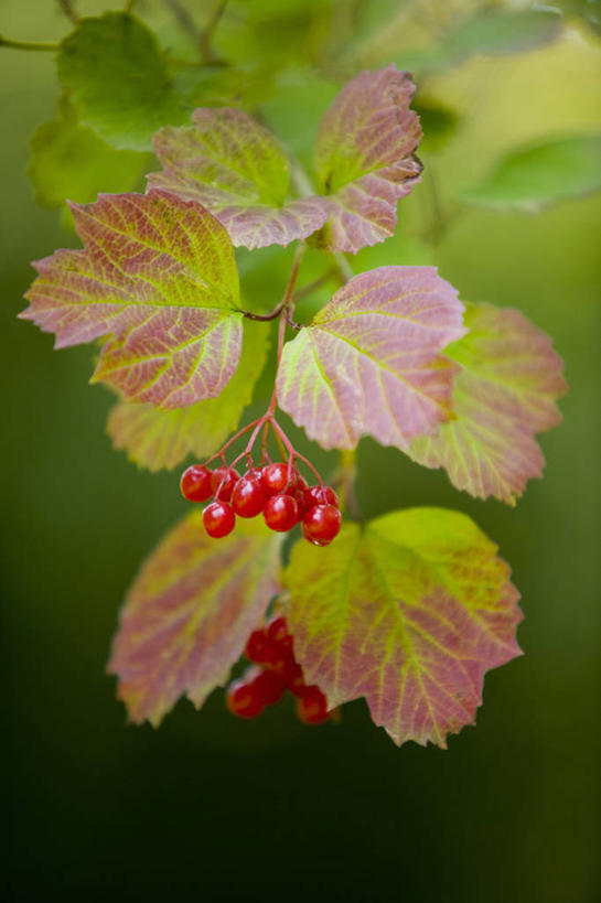无人,竖图,彩色,室外,特写,白天,留白,美景,植物,浆果,水果,叶子,景观,食品,种子,枝,粉色,红色,自然,景色,季节,转,摄影,生长,灌木,五颜六色,环境,色彩斑斓,清新,自然风光,柔焦,改变,五彩缤纷,荚莲,落叶树,五彩斑斓,五光十色,秋天,彩图,孩儿拳