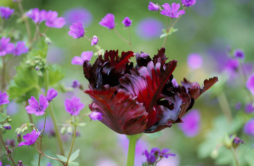 无人,横图,室外,特写,白天,留白,美景,植物,郁金香,纺织品,景观,花边,花,花瓣,红色,紫色,自然,春天,景色,摄影,生长,环境,清新,自然风光,柔焦,彩图