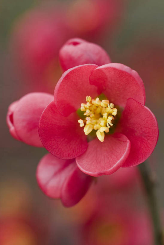 无人,竖图,室外,特写,白天,留白,美景,植物,木瓜,景观,冬天,花,花瓣,红色,自然,景色,摄影,灌木,明亮,清新,自然风光,柔焦,茶花,彩图,对焦,二月