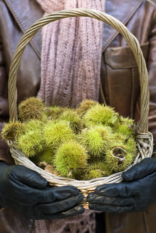 成年人,手,一个人,竖图,室外,特写,白天,留白,正面,安全,农业,农作物,美景,仅一个女性,朦胧,模糊,篮子,景观,园艺,栗子,生食,食品,坚果,防护,饮品,拿着,饮食,食物,饮料,自然,手套,围巾,景色,人体,摄影,生活方式,保护,锋利,尖锐,可口,清新,运送,荆棘,自然风光,保险,选择,收集,保全,周全,安稳,安定,防护手套,适口,平安,女人,秋天,彩图,对焦