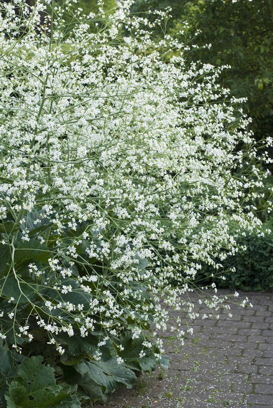 无人,竖图,室外,白天,留白,美景,植物,景观,花,花瓣,白色,自然,夏天,景色,摄影,自然风光,苍白,彩图,多年生植物