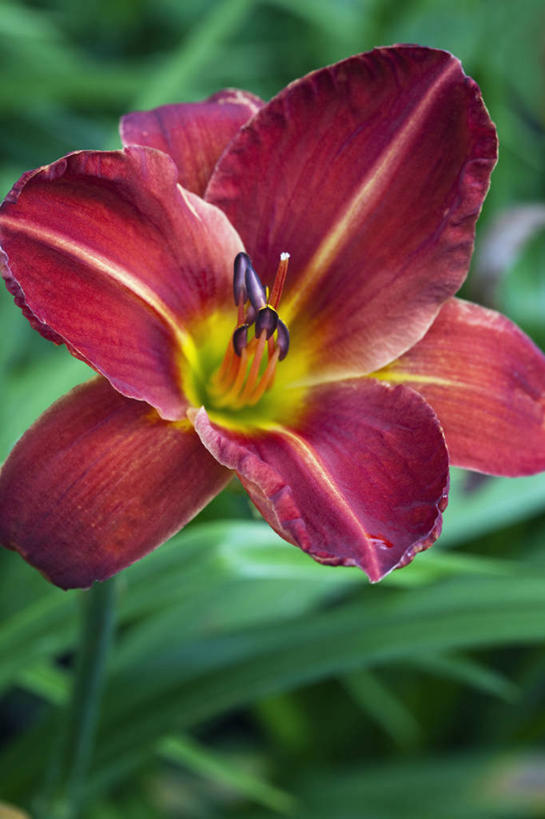 无人,竖图,室外,特写,白天,留白,美景,植物,萱草,开,景观,花,花瓣,一个,红色,自然,夏天,景色,摄影,生长,单个,清新,自然风光,彩图,多年生植物