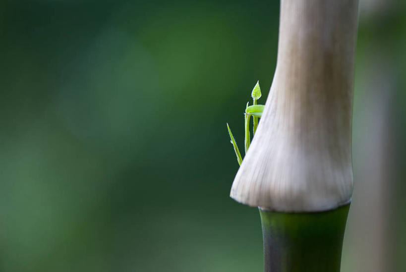 无人,横图,室外,特写,白天,留白,侧面,射击,美景,植物,叶子,景观,茎,一个,自然,景色,摄影,生长,单个,手杖,环境,清新,自然风光,开端,彩图