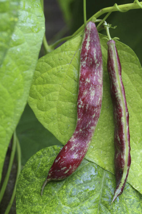 无人,攀登,竖图,室外,特写,白天,美景,植物,豆,蔬菜,叶子,吊挂,悬挂,景观,食品,饮品,一对,挂,豆角,饮食,食物,饮料,排列,两个,绿色,自然,景色,摄影,环境,可口,清新,自然风光,户外活动,健康食物,适口,彩图