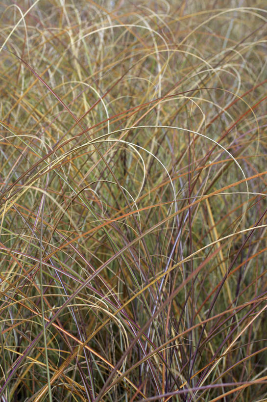 无人,竖图,室外,特写,白天,美景,植物,叶子,景观,褐色,自然,景色,摄影,环境,清新,自然风光,观赏草,秋天,彩图