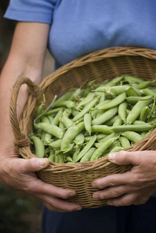 成年人,老年人,手,一个人,菜园,农田,竖图,室外,特写,白天,农业,庄稼,农作物,采摘,美景,植物,蔬菜,仅一个女性,仅一个人,篮子,景观,园艺,豆类,豆子,豌豆,食品,饮品,拿着,荷兰豆,饮食,食物,饮料,一个,自然,夏天,仅一个中年女性,职业,景色,人体,摄影,收获,单个,环境,柳条,可口,清新,运送,自然风光,雪豆,豆科,豌豆系,健康食物,寒豆,毕豆,麻累,国豆,小寒豆,麦豌豆,适口,甜豌豆,老年女性,女人,女性,中年女性,休闲活动,彩图,耕地,庄稼田
