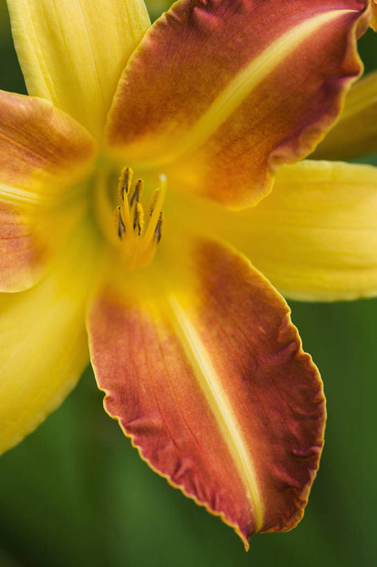 无人,竖图,室外,特写,白天,美景,植物,百合花,萱草,景观,花,一个,自然,夏天,橙色,景色,摄影,生长,单个,环境,清新,自然风光,秋天,彩图