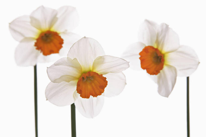 无人,横图,特写,留白,白色背景,美景,植物,水仙花,蔬菜,新鲜,景观,食品,花,花瓣,食物,三个,白色,自然,橙色,景色,摄影,有机食品,绿色食品,影棚,雄蕊,清新,自然风光,摄影棚,逆光,彩图,影棚拍摄,拍摄