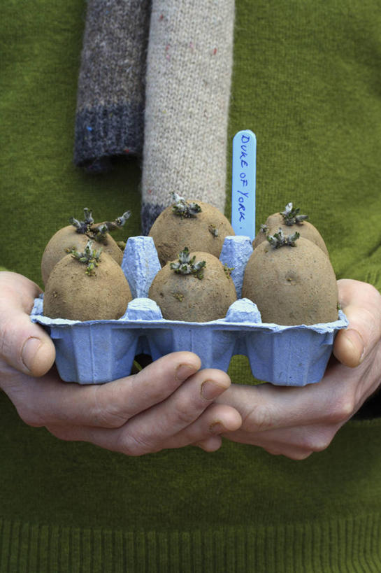 西方人,成年人,手,一个人,竖图,室外,特写,白天,留白,正面,毛衣,农业,美景,植物,蔬菜,英国,欧洲,欧洲人,仅一个男性,种植,朦胧,模糊,工作,标签,景观,园艺,种子,拿着,设备,饮食,英格兰,物品,自然,围巾,春天,职业,景色,人体,摄影,生长,生活方式,环境,自然风光,鸡蛋盒,秧苗,粘贴,循环利用,英国文化,男人,白种人,马铃薯,彩图,家务劳动