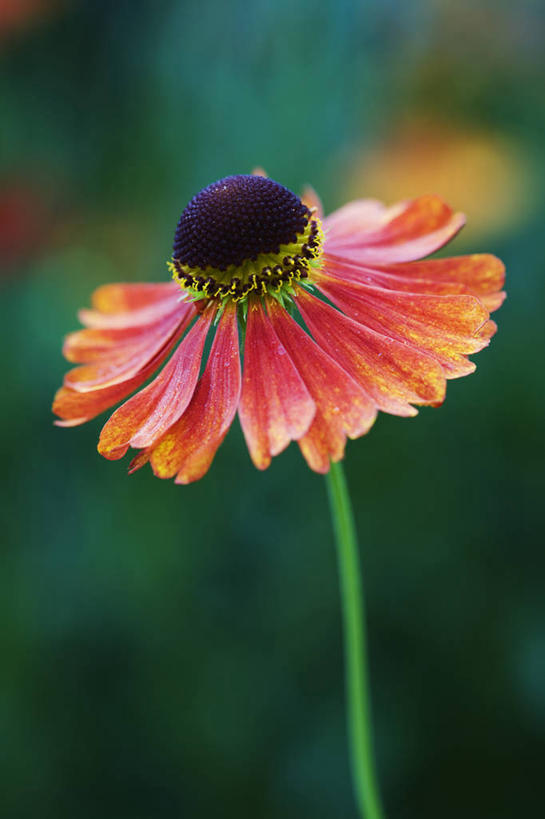 无人,竖图,室外,特写,白天,留白,美景,植物,盛开,景观,花蕾,花,花瓣,花朵,鲜花,一朵,红色,自然,夏天,花苞,花蕊,橙色,景色,摄影,清新,自然风光,柔焦,西洋蓍草,彩图,堆心菊,对焦,多年生植物