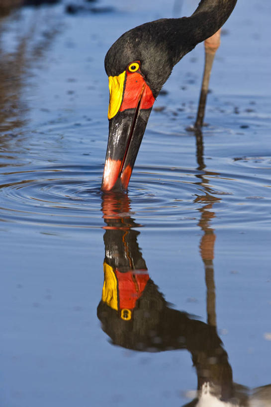 头,无人,公园,站,竖图,室外,特写,白天,正面,旅游,度假,美景,鸟,野生动物,非洲,肯尼亚,波纹,朦胧,模糊,鸟类,池塘,景观,水池,涟漪,注视,娱乐,一只,倒影,水纹,自然,动物,波浪,低头,观察,看,站着,享受,休闲,景色,放松,观看,察看,倒映,国家公园,关注,自然风光,鞍嘴鹳,水晕,垂头,阿非利加洲,凹嘴鹳,肯尼亚共和国,马赛马拉国家公园,反照,头部,站立,半身,彩图,马赛马拉,马赛马拉国家保护区,马赛马拉国家野生动物保护区