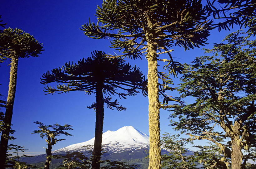 无人,公园,横图,室外,白天,正面,旅游,度假,火山,美景,森林,山,树林,雪,雪山,植物,大雪,智利,阴影,光线,影子,冰,积雪,景观,山峰,雪景,冬季,冬天,山峦,娱乐,树,树木,蓝色,绿色,蓝天,天空,阳光,自然,天,享受,休闲,景色,南美,放松,寒冷,生长,晴朗,成长,冰冷,南美洲,国家公园,拉丁美洲,自然风光,美洲,万里无云,亚美利加洲,严寒,南亚美利加洲,智利共和国,冰凉,酷寒,凛冽,凛凛,极冷,孔吉利奥国家公园,阿劳卡尼亚大区,活火山,晴空,晴空万里,彩图