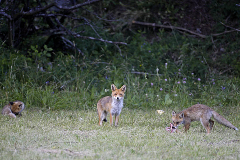 无人,站,横图,室外,白天,正面,草地,草坪,美景,森林,树林,植物,狐狸,野生动物,法国,欧洲,三只,景观,注视,草,树,树木,绿色,自然,动物,观察,看,站着,景色,生长,成长,观看,察看,西欧,关注,法兰西,自然风光,狡猾,法兰西共和国,法兰西第五共和国,狡诈,火狐,普罗旺斯.阿尔卑斯.蓝色海岸,普罗旺斯.阿尔卑斯.蓝色海岸大区,上阿尔卑斯省,红狐,赤狐,草狐,站立,彩图,全身