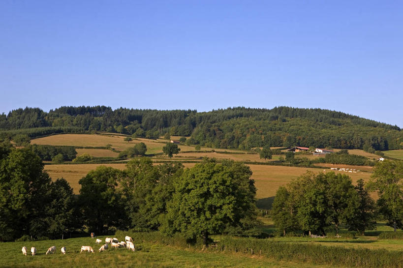 无人,农场,站,横图,室外,白天,正面,旅游,度假,畜牧业,牧场,草地,草坪,美景,山,山脉,树林,植物,牛,法国,欧洲,一群,许多,阴影,光线,影子,景观,山峰,山峦,很多,娱乐,草,树,树木,蓝色,绿色,蓝天,天空,阳光,自然,动物,群山,天,站着,享受,休闲,家畜,景色,放松,牲畜,生长,晴朗,成长,勃艮第,西欧,法兰西,自然风光,畜牧,万里无云,法兰西共和国,牧业,法兰西第五共和国,勃艮第大区,索恩.卢瓦尔省,晴空,晴空万里,站立,彩图,全身