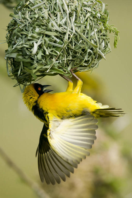 无人,公园,站,竖图,室外,白天,侧面,旅游,度假,美景,鸟,非洲,肯尼亚,伸展,张开,展翅,朦胧,模糊,环绕,缠绕,翅膀,鸟类,鸟巢,鸟窝,景观,枝条,娱乐,树枝,一只,黄色,自然,站着,享受,休闲,景色,放松,国家公园,自然风光,纠缠,张开翅膀,阿非利加洲,肯尼亚共和国,马赛马拉国家公园,虬枝,枝杈,展开翅膀,黑头织雀,织布鸟,织雀,站立,彩图,全身,马赛马拉,马赛马拉国家保护区,马赛马拉国家野生动物保护区