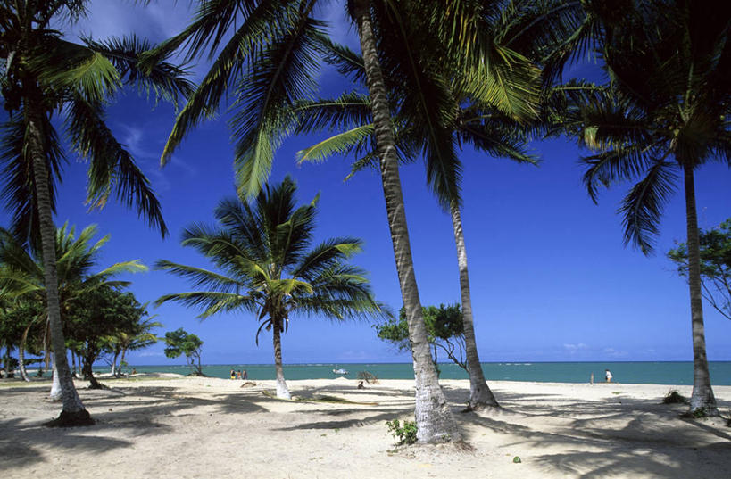 无人,横图,室外,白天,正面,旅游,度假,海浪,海洋,美景,沙滩,植物,棕榈树,叶子,巴西,阴影,光线,沙子,影子,海岸,景观,浪花,绿叶,沙地,娱乐,树,树木,蓝色,绿色,蓝天,天空,阳光,自然,海水,天,享受,休闲,嫩叶,景色,南美,放松,生长,晴朗,成长,南美洲,拉丁美洲,自然风光,美洲,海景,棕榈叶,万里无云,巴西联邦共和国,亚美利加洲,南亚美利加洲,巴伊亚,巴伊亚州,叶,叶片,大海,风浪,海,海水的波动,海滩,近岸浪,涌浪,晴空,晴空万里,棕树,棕榈,彩图,塞古鲁港