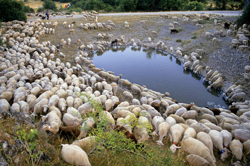无人,站,横图,俯视,室外,白天,旅游,度假,草地,草坪,美景,植物,羊,法国,欧洲,一群,许多,波纹,池塘,景观,水池,涟漪,很多,娱乐,草,树,树木,绿色,倒影,水纹,自然,动物,波浪,站着,享受,休闲,家畜,景色,放松,牲畜,生长,成长,倒映,西欧,法兰西,自然风光,法兰西共和国,水晕,法兰西第五共和国,反照,南部.比利牛斯,阿韦龙省,南部.比利牛斯大区,绵羊,站立,半身,彩图,高角度拍摄