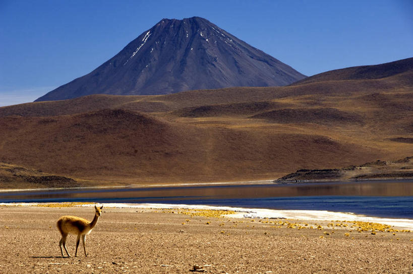 无人,站,横图,室外,白天,侧面,旅游,度假,火山,石头,美景,沙漠,山,山脉,野生动物,智利,阴影,光线,石子,影子,景观,山峰,山峦,扭头,注视,娱乐,骆驼,一只,蓝色,蓝天,天空,阳光,自然,动物,群山,天,观察,看,站着,转头,享受,休闲,景色,南美,放松,运输,晴朗,观看,察看,南美洲,拉丁美洲,关注,自然风光,美洲,万里无云,沙漠之舟,亚美利加洲,南亚美利加洲,智利共和国,原驼,安托法加斯塔大区,大漠,活火山,砂漠,石块,岩石,晴空,晴空万里,站立,彩图,全身,洛阿省,圣佩德罗德阿塔卡马