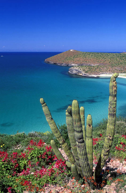 无人,竖图,俯视,室外,白天,旅游,度假,海浪,海洋,花海,花圃,美景,植物,仙人掌,叶子,墨西哥,阴影,盛开,光线,火焰,影子,景观,浪花,水平线,辽阔,草药,海平线,花蕾,娱乐,中药,花,花瓣,花朵,花卉,鲜花,蓝色,绿色,蓝天,天空,阳光,自然,海水,花丛,花束,花田,天,花苞,花蕊,享受,休闲,广阔,景色,放松,晴朗,一望无际,北美,北美洲,自然风光,美洲,药材,中草药,海景,中药材,本草,万里无云,首府,牛舌头,北亚美利加洲,亚美利加洲,墨西哥合众国,仙人掌王国,南下加利福尼亚,南下加利福尼亚州,无边无际,一马平川,拉巴斯,大海,风浪,海,海水的波动,近岸浪,涌浪,晴空,晴空万里,玉芙蓉,仙巴掌,火掌,霸王树,彩图,高角度拍摄,水天相接,水天一线