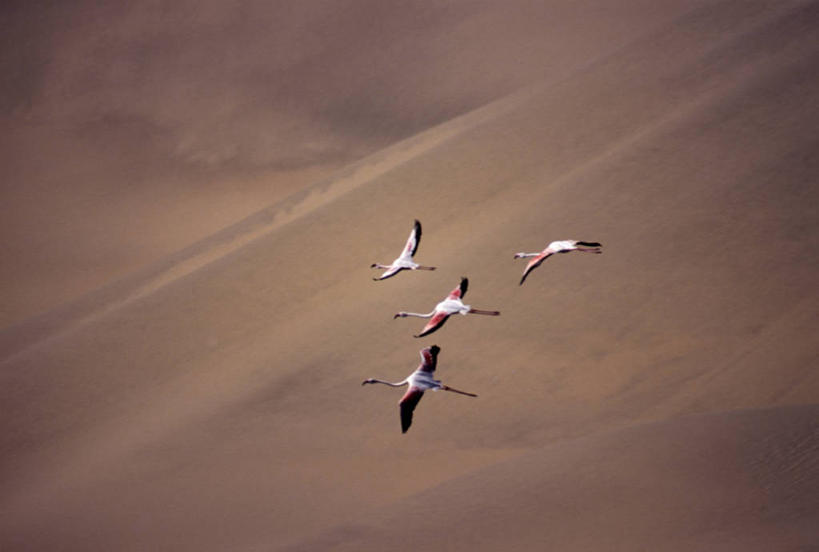 无人,横图,俯视,航拍,室外,白天,沙漠,野生动物,纳米比亚,四只,沙子,飞,摄影,鸟瞰,大火烈鸟,彩图,高角度拍摄