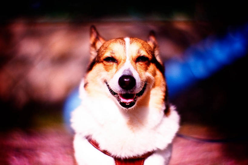 无人,微笑,横图,室外,夜晚,快乐,幸福,纯洁,宠物,狗,日本,斑点,可爱,童年,童趣,摄影,肖像,童真,烂漫,无邪,神户,天真,彩图